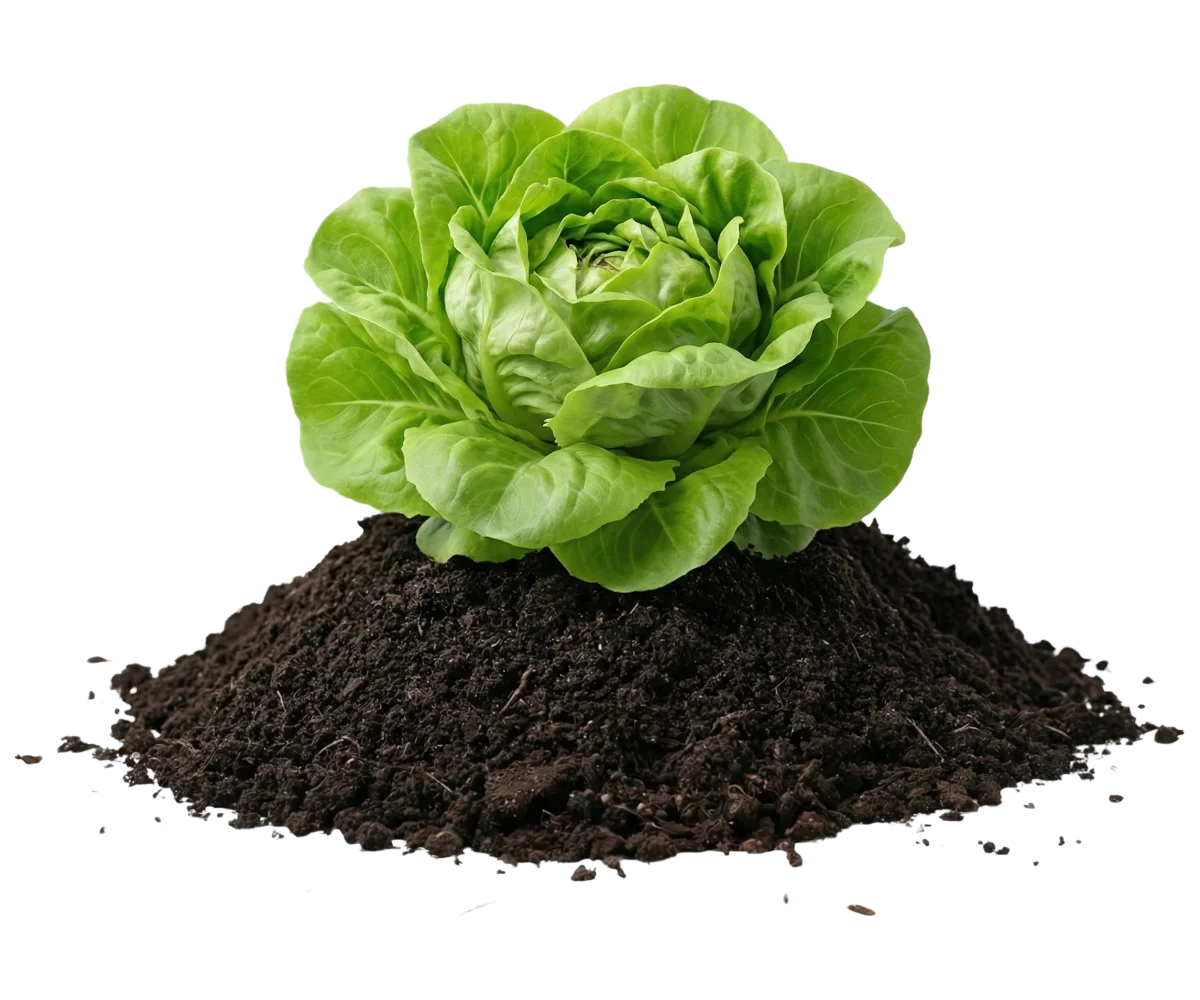 RBR Compost Soil - Alface