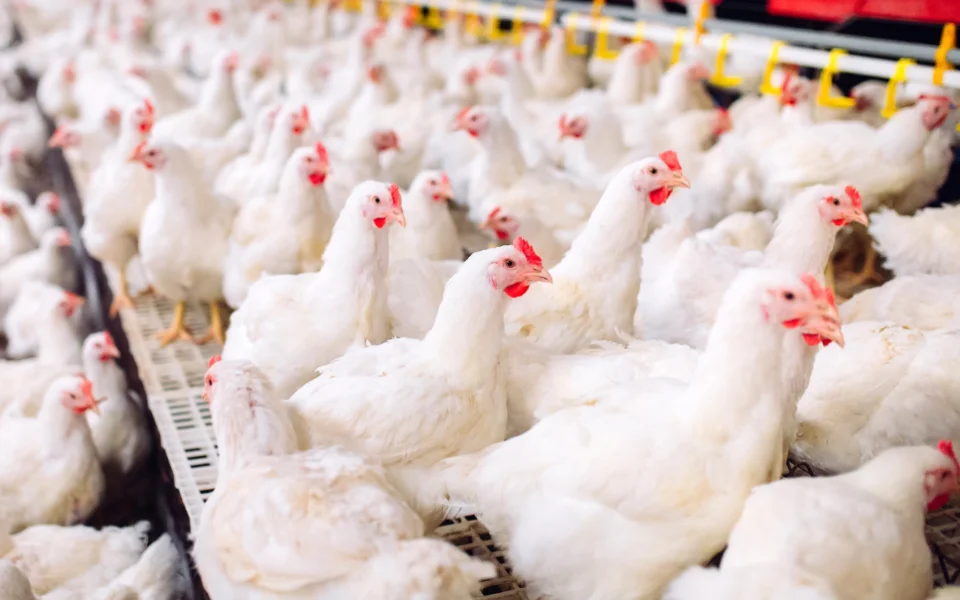 RBR Compost BSP - Avicultura