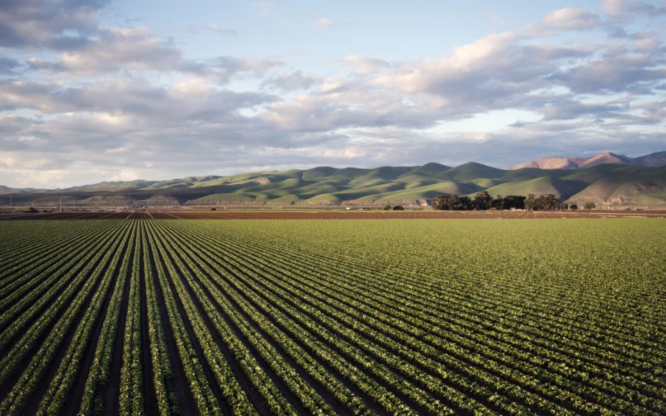 RBR Compost Soil - Agricultura