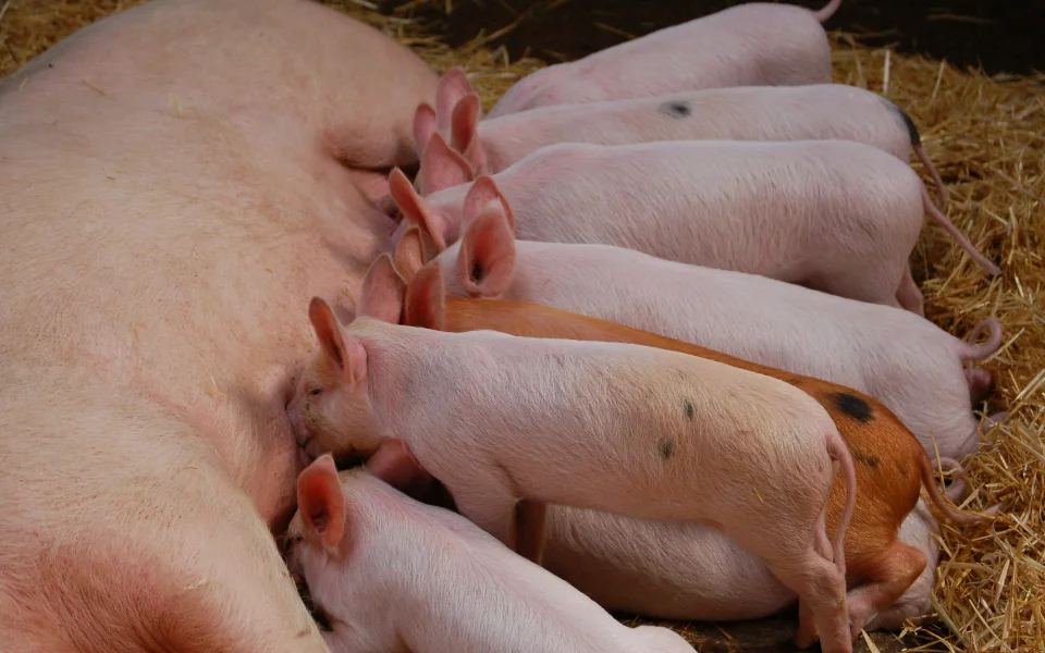 RBR Compost Premium 4.2 - Suinocultura