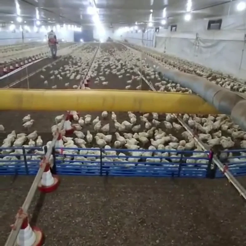 RBR Compost BSP - Melhoria da cama de frango