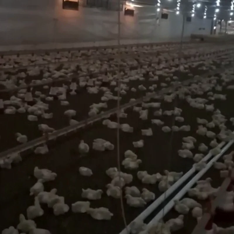 RBR Compost BSP - Melhoria da cama de frango