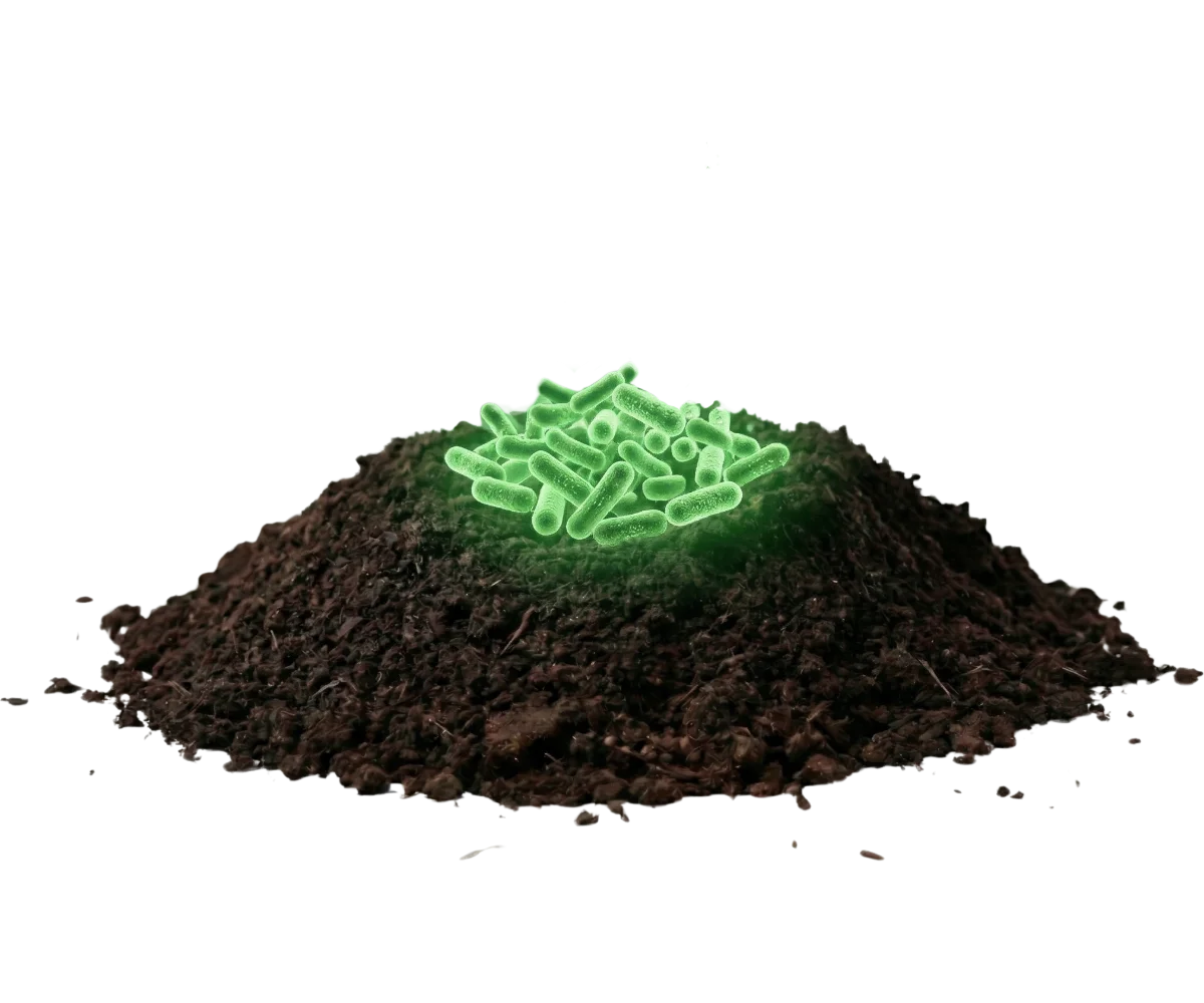 RBR Compost Soil - Bactérias