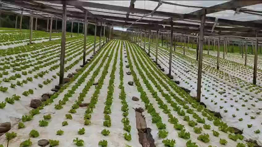 RBR Compost Soil - Aplicação no solo (Alface)