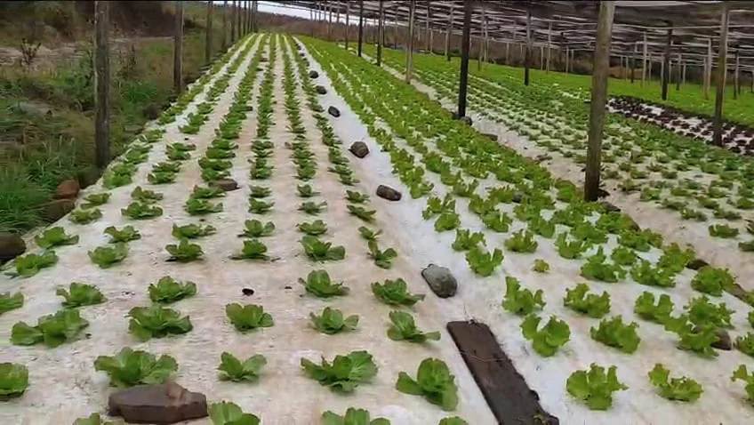 RBR Compost Soil - Aplicação no solo (Alface)