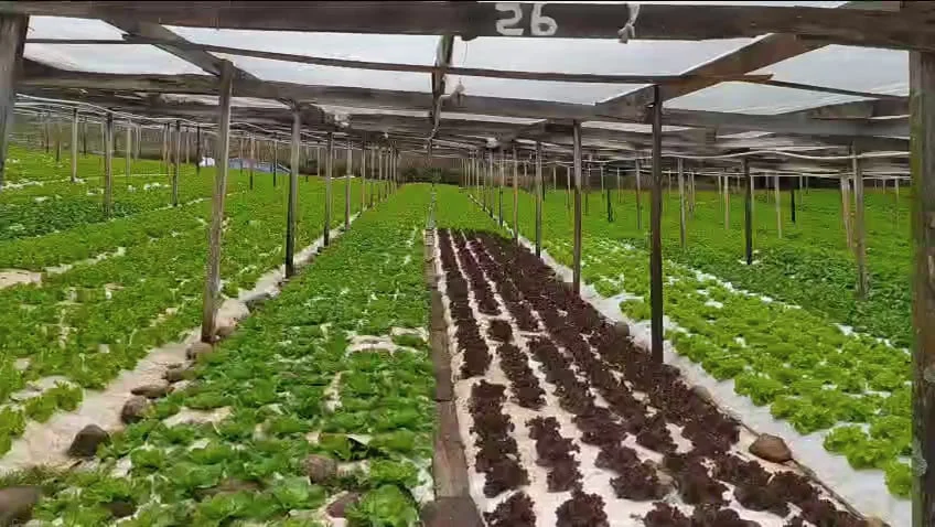 RBR Compost Soil - Aplicação no solo (Alface)