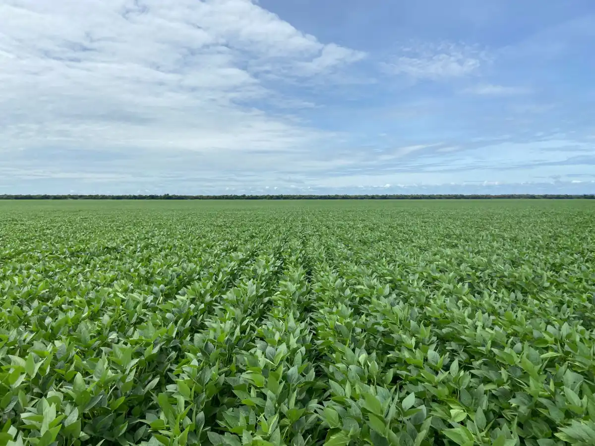 RBR Compost Soil - Aplicação no solo (Soja)