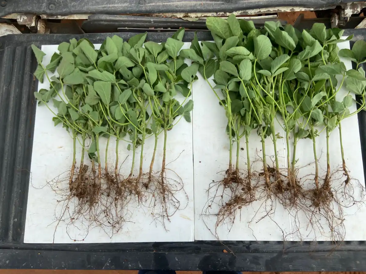 RBR Compost Soil - Aplicação no solo (Soja)